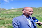 توسعه کشت گیاهان دارویی در لرستان به 12 هزار هکتار