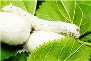 اجرای طرح پرورش کرم ابریشم در لرستان