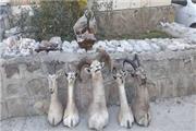 کشف 5 تروفه حیات‌وحش و ضبط 6 قبضه اسلحه از شکارچیان سابقه‌دار در خرم‌ آباد