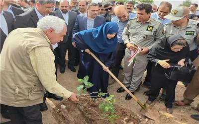 حفاظت از جنگل های بلوط در لرستان با همکاری وزارت جهاد کشاورزی در دستور کار است