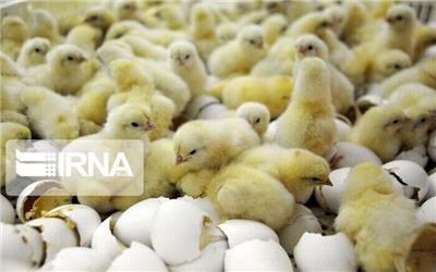 6 میلیون و 400 هزار قطعه‌ جوجه‌ریزی در مرغداری‌های لرستان انجام شد
