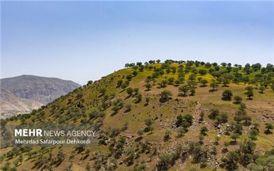 وجود 97 ذخیره‌گاه جنگلی در لرستان