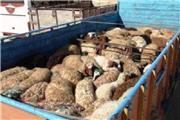 توقیف کامیون های حامل 100 راس احشام قاچاق در خرم آباد