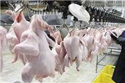 هشدار شدیدالحن رییس سازمان جهاد  کشاورزی به مدیران/ واحدهای مرغداری مرغ راتحویل کشتارگاه‌ها بدهند