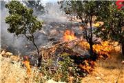 یکی از عوامل آتش سوزی جنگل های خرم آباد دستگیر شد