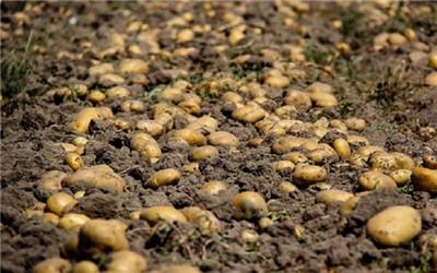 اختصاص یک هزار هکتار از اراضی لرستان به کشت سیب زمینی زمستانه