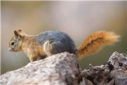 رها سازی سنجاب ها در طبیعت لرستان